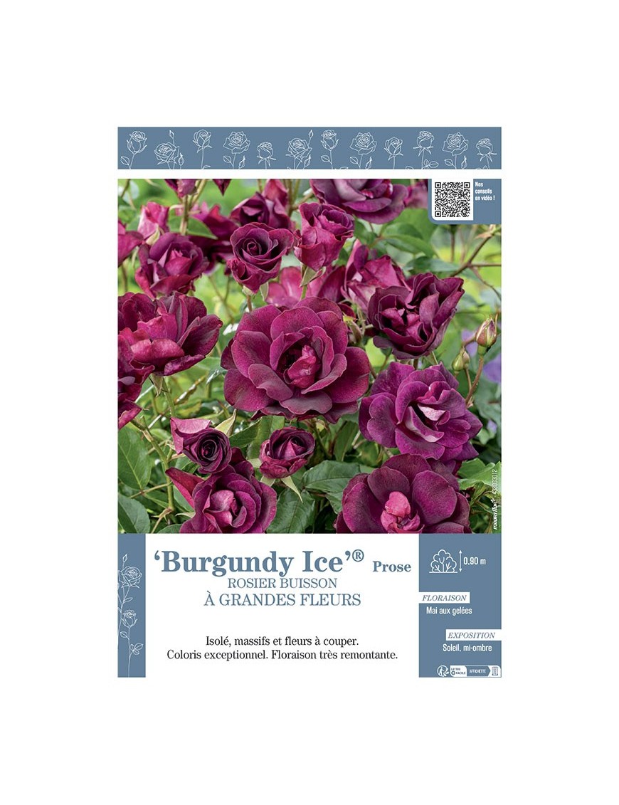 ROSIER BUISSON À GRANDES FLEURS BURGUNDY ICE® Prose