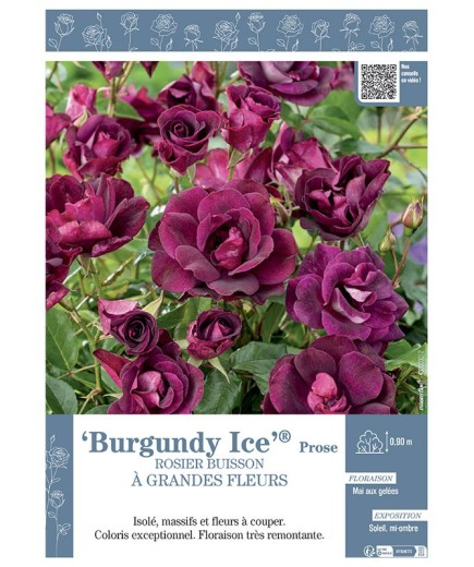ROSIER BUISSON À GRANDES FLEURS BURGUNDY ICE® Prose