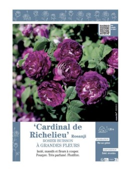 ROSIER BUISSON À GRANDES FLEURS CARDINAL DE RICHELIEU Rosanji