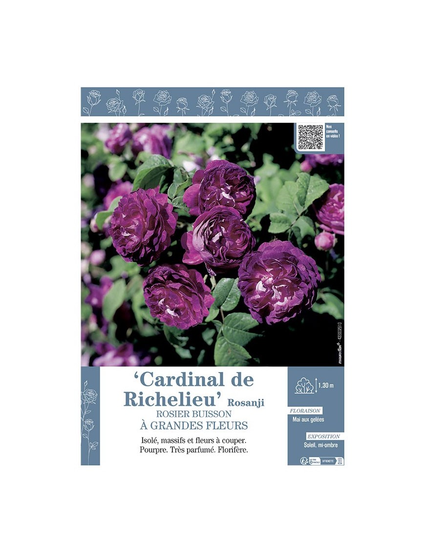 ROSIER BUISSON À GRANDES FLEURS CARDINAL DE RICHELIEU Rosanji