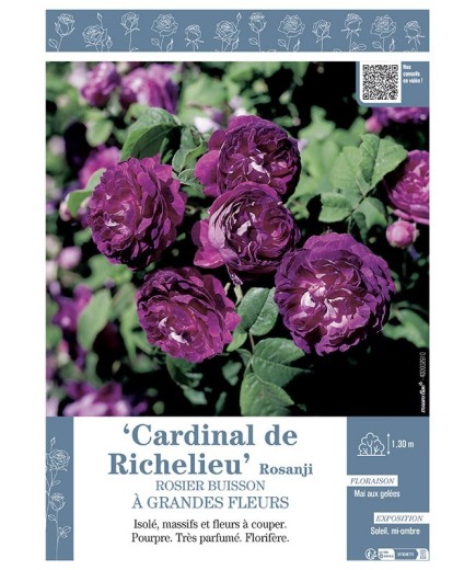 ROSIER BUISSON À GRANDES FLEURS CARDINAL DE RICHELIEU Rosanji