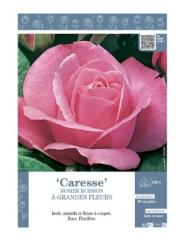 ROSIER BUISSON À GRANDES FLEURS CARESSE