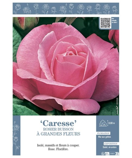 ROSIER BUISSON À GRANDES FLEURS CARESSE