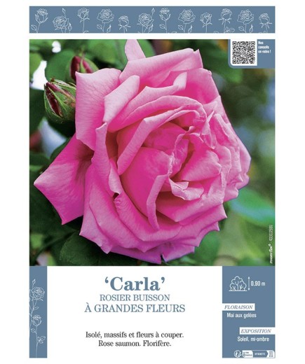 ROSIER BUISSON À GRANDES FLEURS CARLA