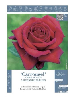 ROSIER BUISSON À GRANDES FLEURS CARROUSEL