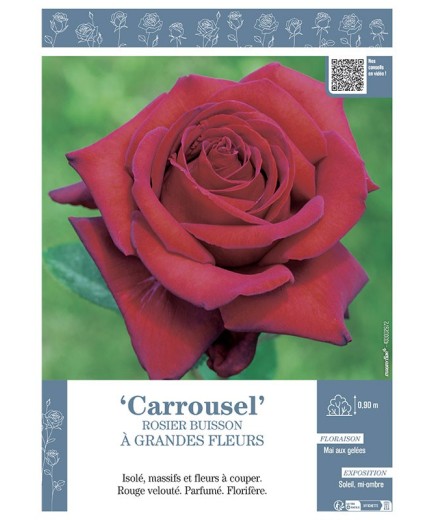 ROSIER BUISSON À GRANDES FLEURS CARROUSEL