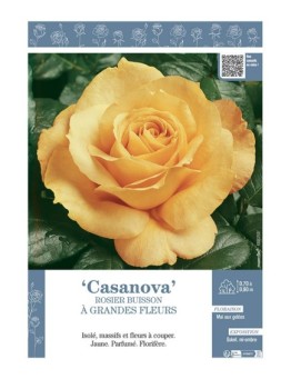 ROSIER BUISSON À GRANDES FLEURS CASANOVA
