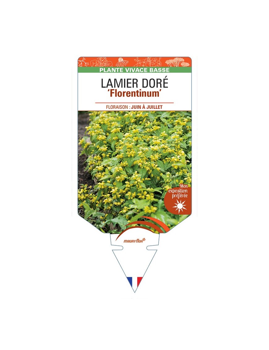 LAMIASTRUM galeobdolon Florentinum voir Lamier doré