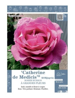 ROSIER BUISSON À GRANDES FLEURS CATHERINE DE MEDICIS® Korjupvio