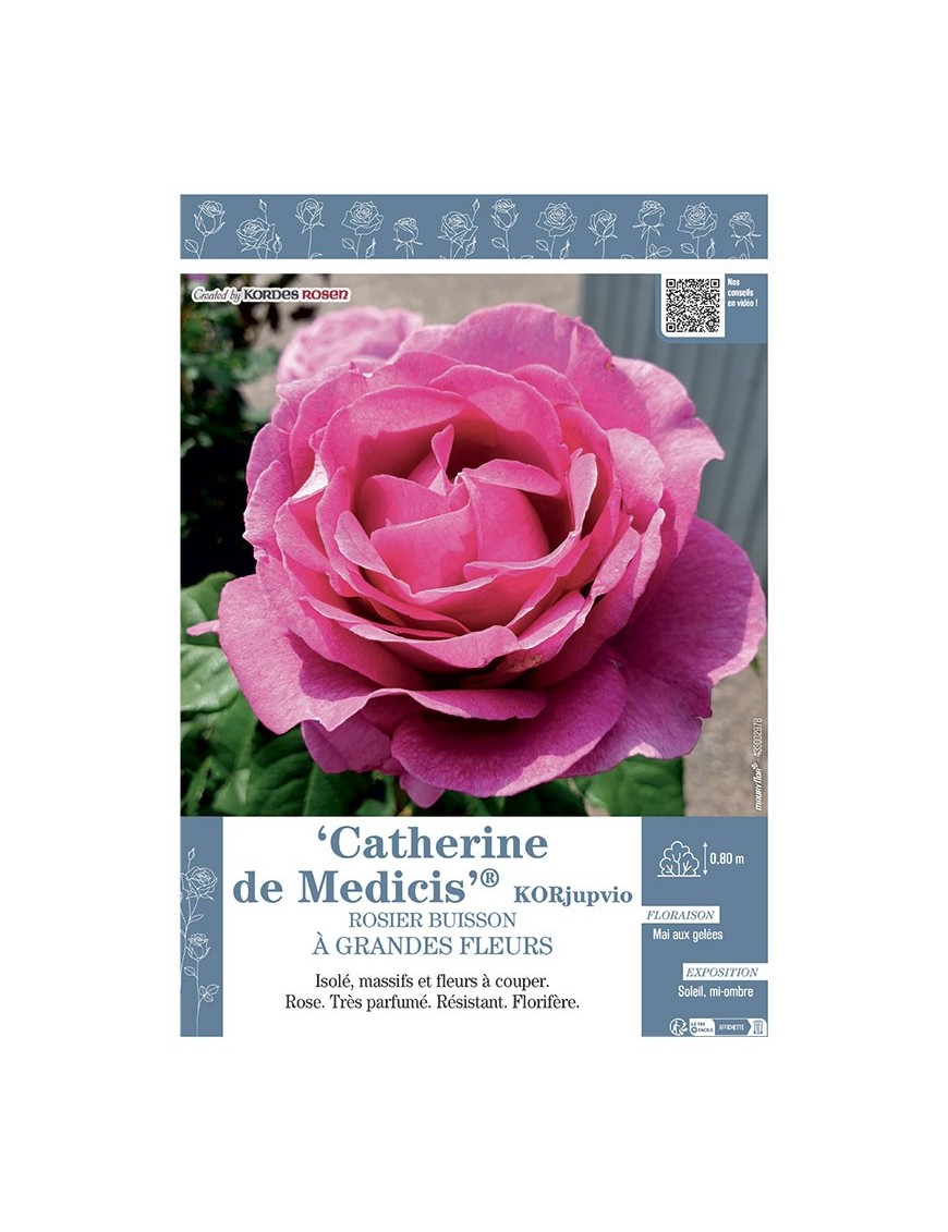 ROSIER BUISSON À GRANDES FLEURS CATHERINE DE MEDICIS® Korjupvio