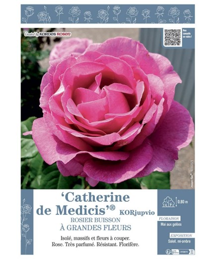 ROSIER BUISSON À GRANDES FLEURS CATHERINE DE MEDICIS® Korjupvio