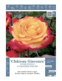 ROSIER BUISSON À GRANDES FLEURS CHÂTEAU GISCOURS