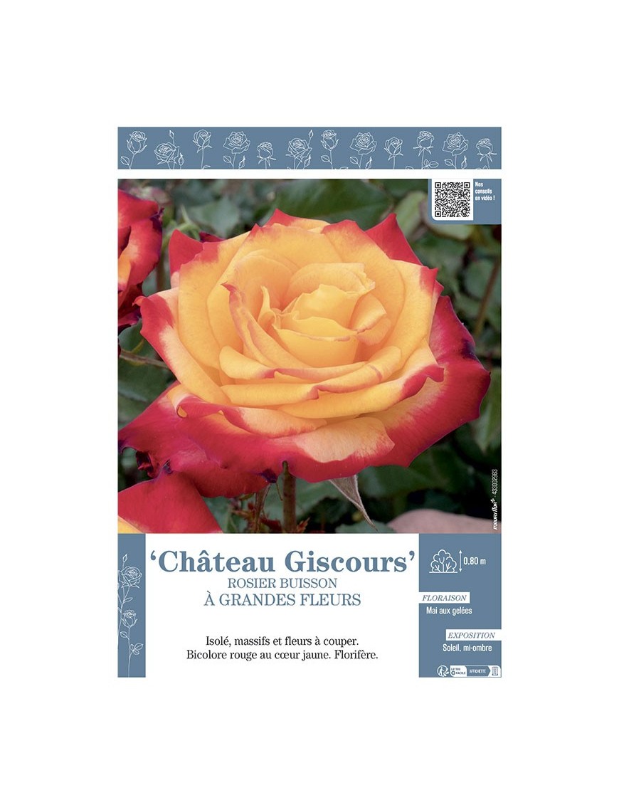 ROSIER BUISSON À GRANDES FLEURS CHÂTEAU GISCOURS
