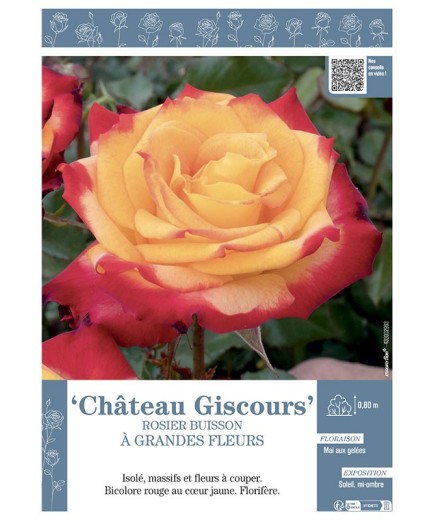 ROSIER BUISSON À GRANDES FLEURS CHÂTEAU GISCOURS