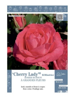 ROSIER BUISSON À GRANDES FLEURS CHERRY LADY® KORladcher