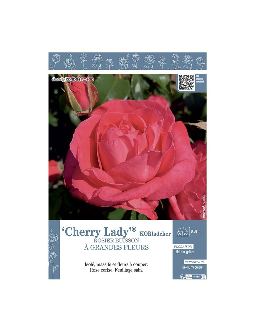 ROSIER BUISSON À GRANDES FLEURS CHERRY LADY® KORladcher