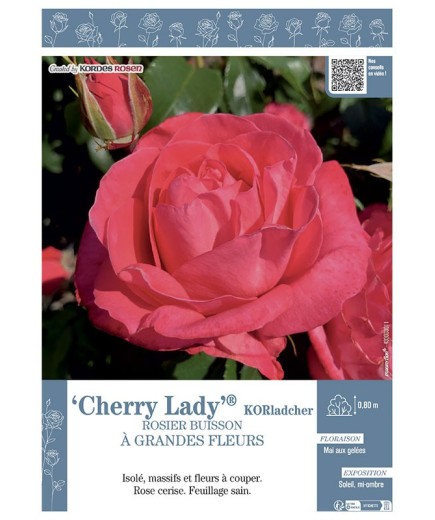ROSIER BUISSON À GRANDES FLEURS CHERRY LADY® KORladcher