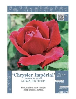 ROSIER BUISSON À GRANDES FLEURS CHRYSLER IMPERIAL