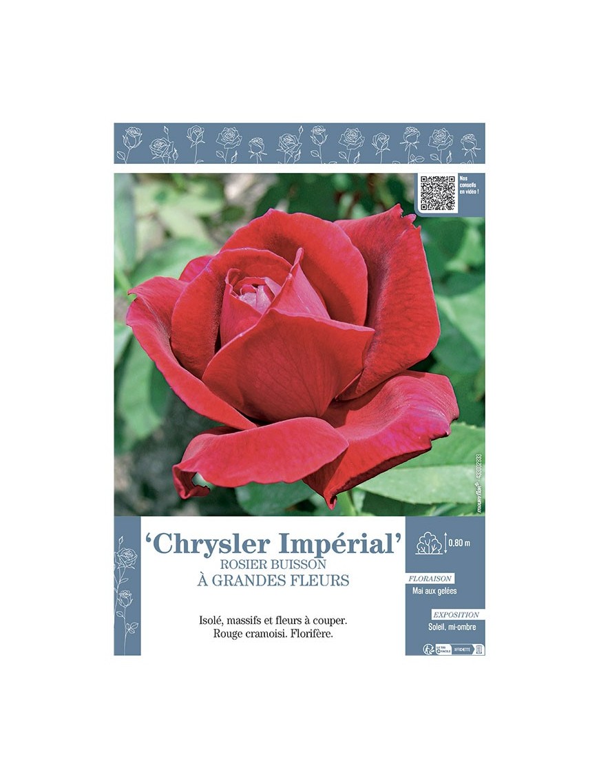 ROSIER BUISSON À GRANDES FLEURS CHRYSLER IMPERIAL