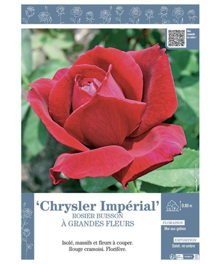 ROSIER BUISSON À GRANDES FLEURS CHRYSLER IMPERIAL