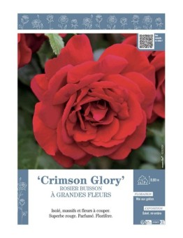 ROSIER BUISSON À GRANDES FLEURS CRIMSON GLORY