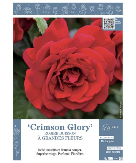 ROSIER BUISSON À GRANDES FLEURS CRIMSON GLORY