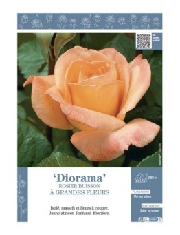 ROSIER BUISSON À GRANDES FLEURS DIORAMA