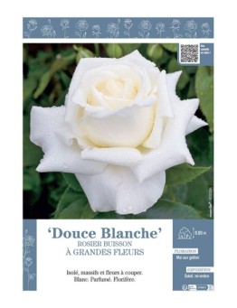 ROSIER BUISSON À GRANDES FLEURS DOUCE BLANCHE