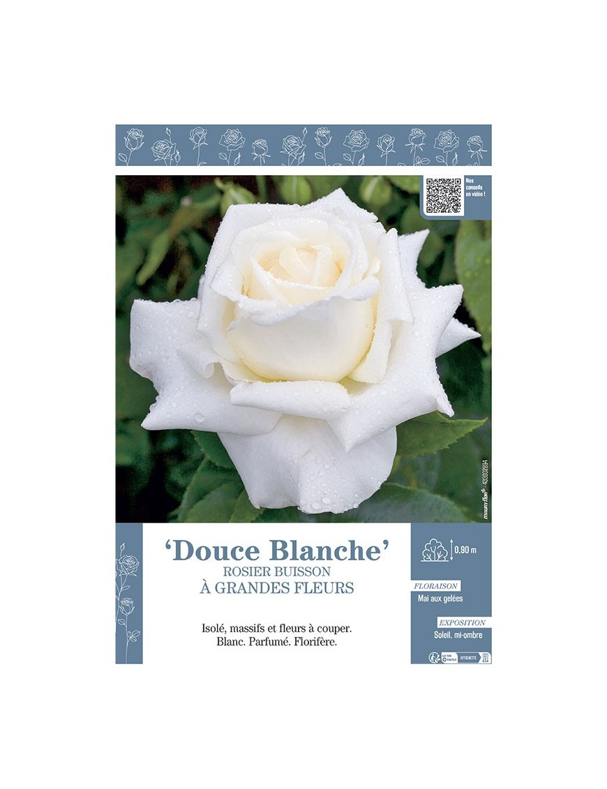 ROSIER BUISSON À GRANDES FLEURS DOUCE BLANCHE
