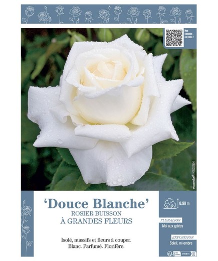 ROSIER BUISSON À GRANDES FLEURS DOUCE BLANCHE