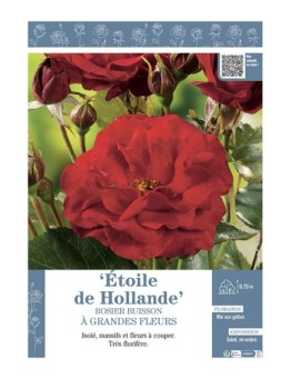 ROSIER BUISSON À GRANDES FLEURS ETOILE DE HOLLANDE