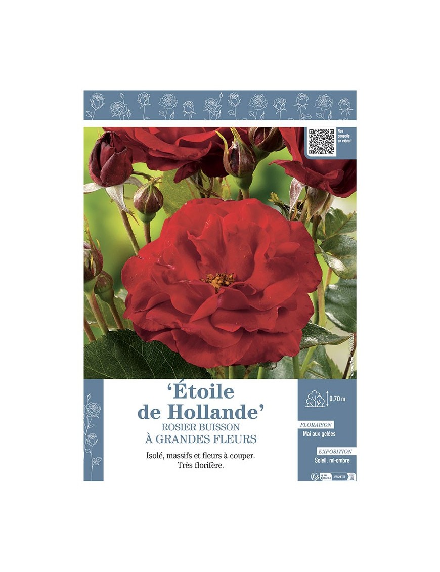 ROSIER BUISSON À GRANDES FLEURS ETOILE DE HOLLANDE