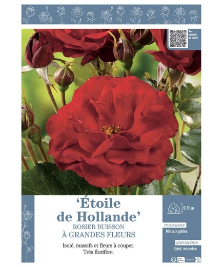 ROSIER BUISSON À GRANDES FLEURS ETOILE DE HOLLANDE