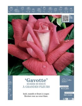 ROSIER BUISSON À GRANDES FLEURS GAVOTTE