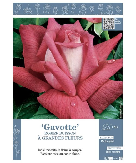 ROSIER BUISSON À GRANDES FLEURS GAVOTTE