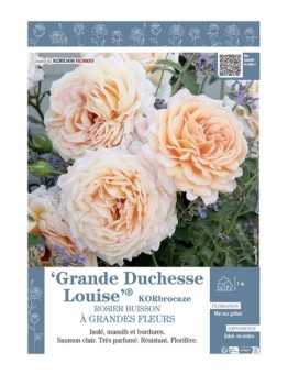 ROSIER BUISSON À GRANDES FLEURS GRANDE DUCHESSE LOUISE® KORbrocaze