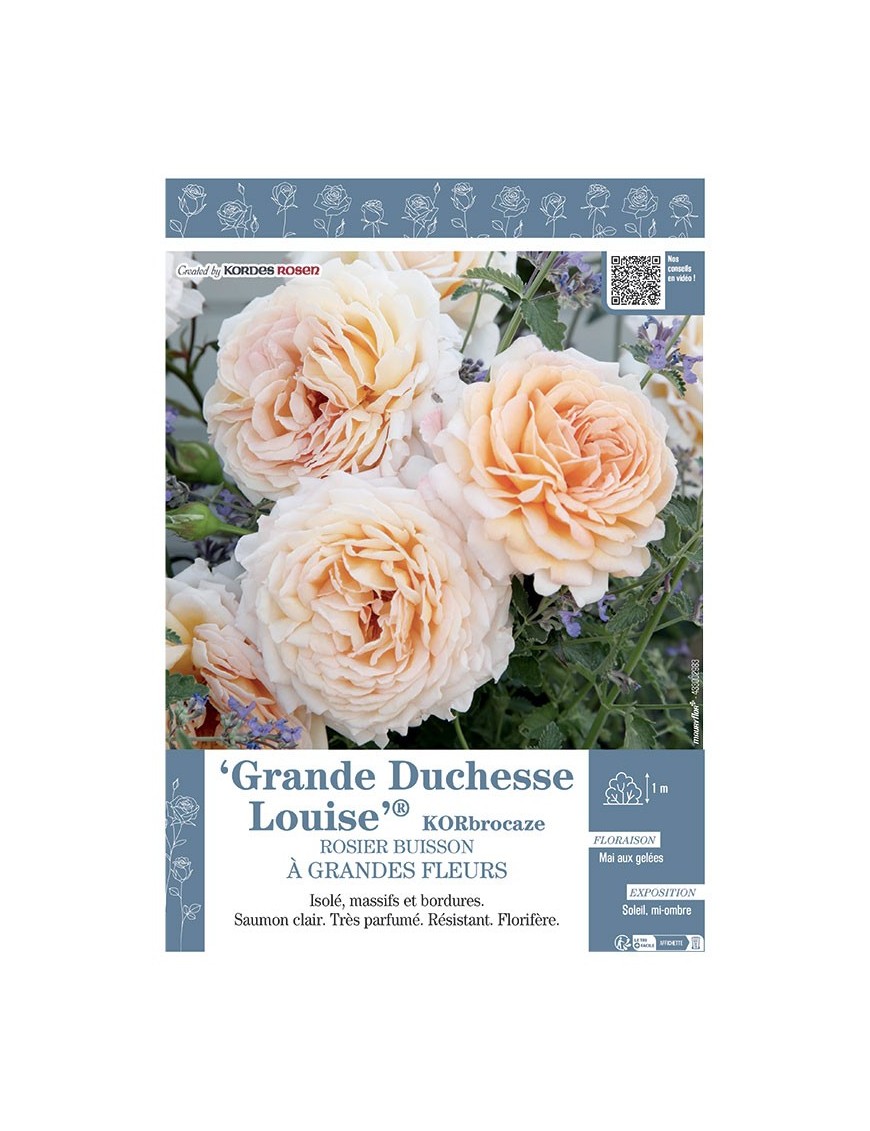 ROSIER BUISSON À GRANDES FLEURS GRANDE DUCHESSE LOUISE® KORbrocaze