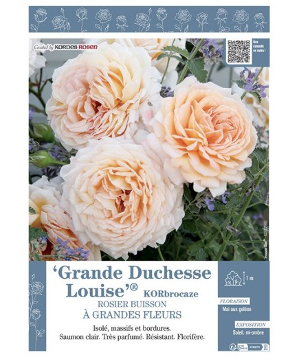 ROSIER BUISSON À GRANDES FLEURS GRANDE DUCHESSE LOUISE® KORbrocaze
