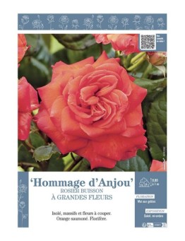 ROSIER BUISSON À GRANDES FLEURS HOMMAGE D'ANJOU