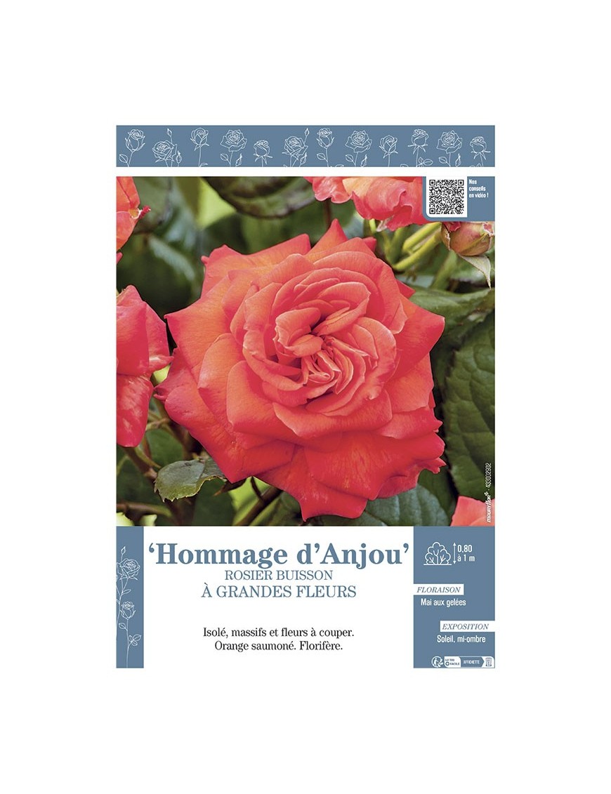 ROSIER BUISSON À GRANDES FLEURS HOMMAGE D'ANJOU