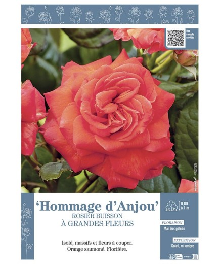 ROSIER BUISSON À GRANDES FLEURS HOMMAGE D'ANJOU