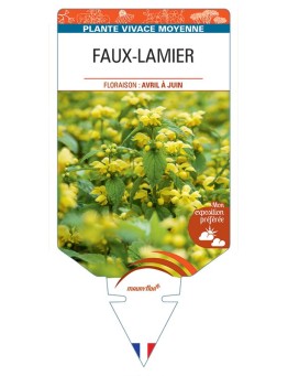 LAMIASTRUM GALEOBDOLON voir Faux-Lamier (jaune)