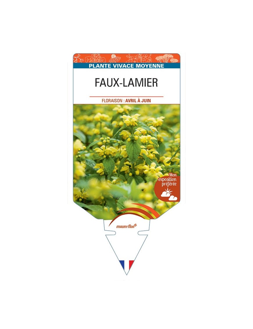 LAMIASTRUM GALEOBDOLON voir Faux-Lamier (jaune)