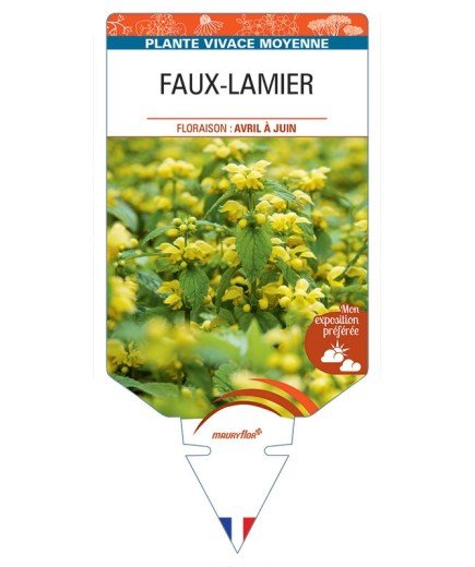 LAMIASTRUM GALEOBDOLON voir Faux-Lamier (jaune)