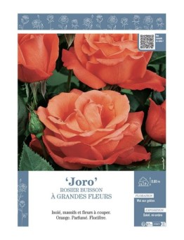 ROSIER BUISSON À GRANDES FLEURS JORO
