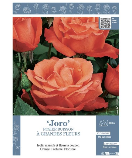 ROSIER BUISSON À GRANDES FLEURS JORO