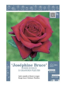 ROSIER BUISSON À GRANDES FLEURS JOSEPHINE BRUCE