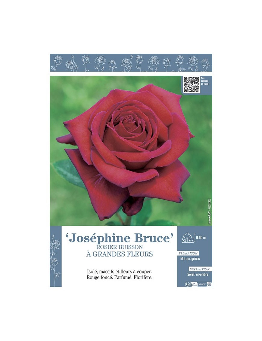 ROSIER BUISSON À GRANDES FLEURS JOSEPHINE BRUCE