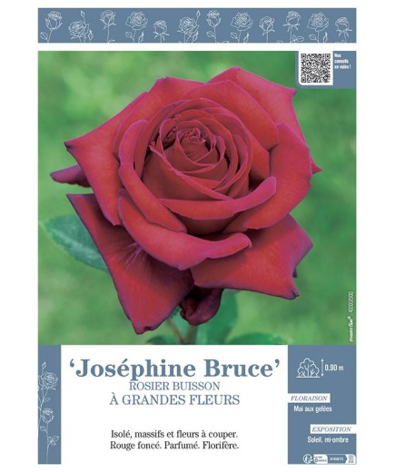 ROSIER BUISSON À GRANDES FLEURS JOSEPHINE BRUCE