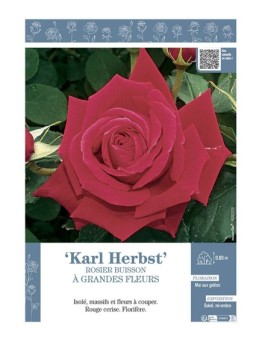 ROSIER BUISSON À GRANDES FLEURS KARL HERBST